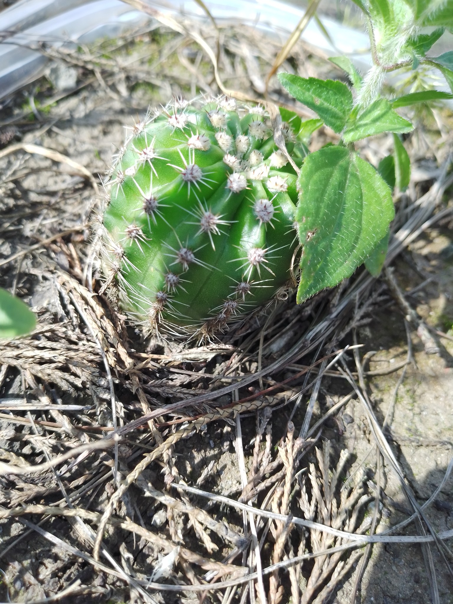 Trabajo 1 Las Cuatalatas