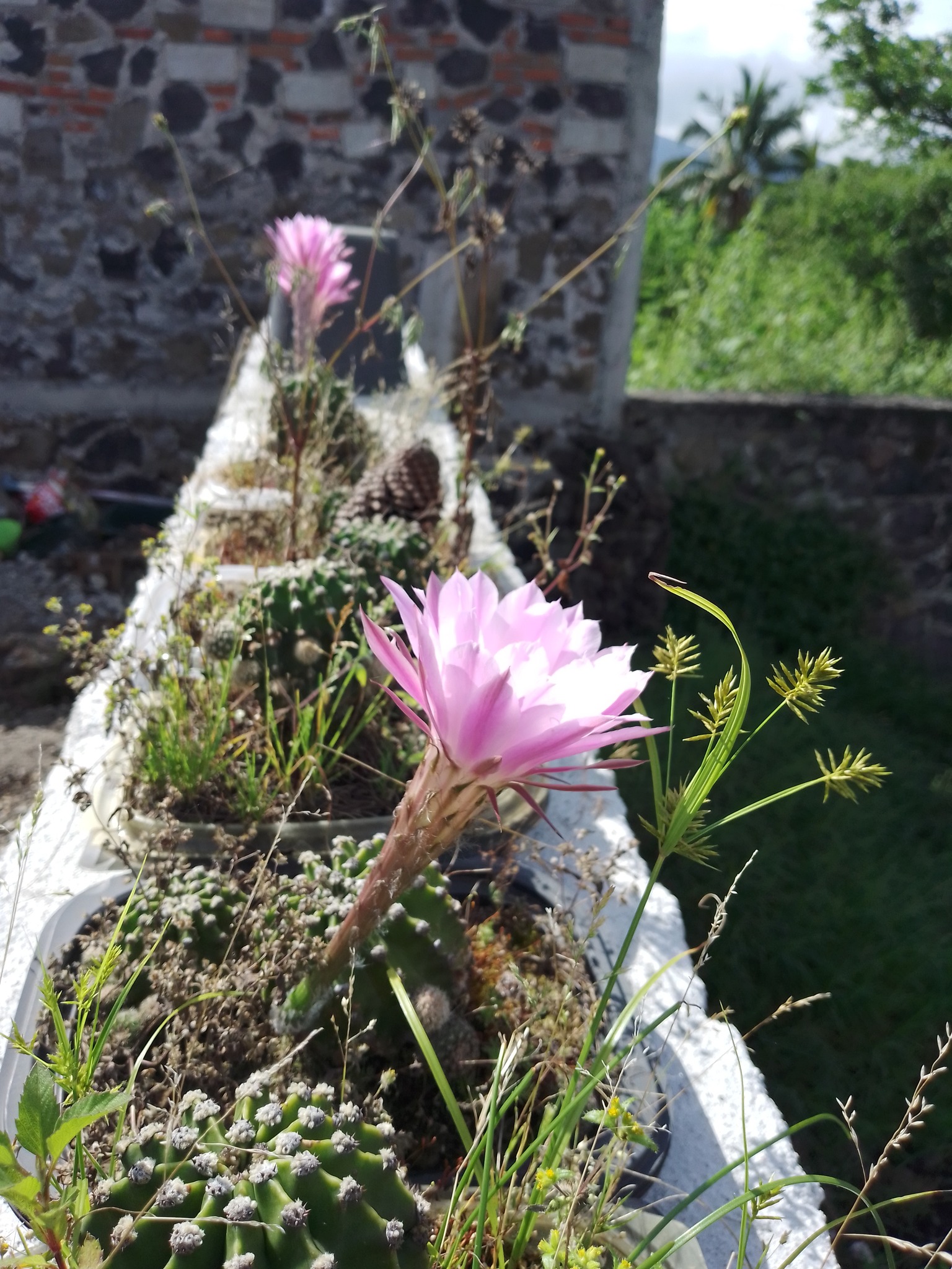 Trabajo 3 Las Cuatalatas