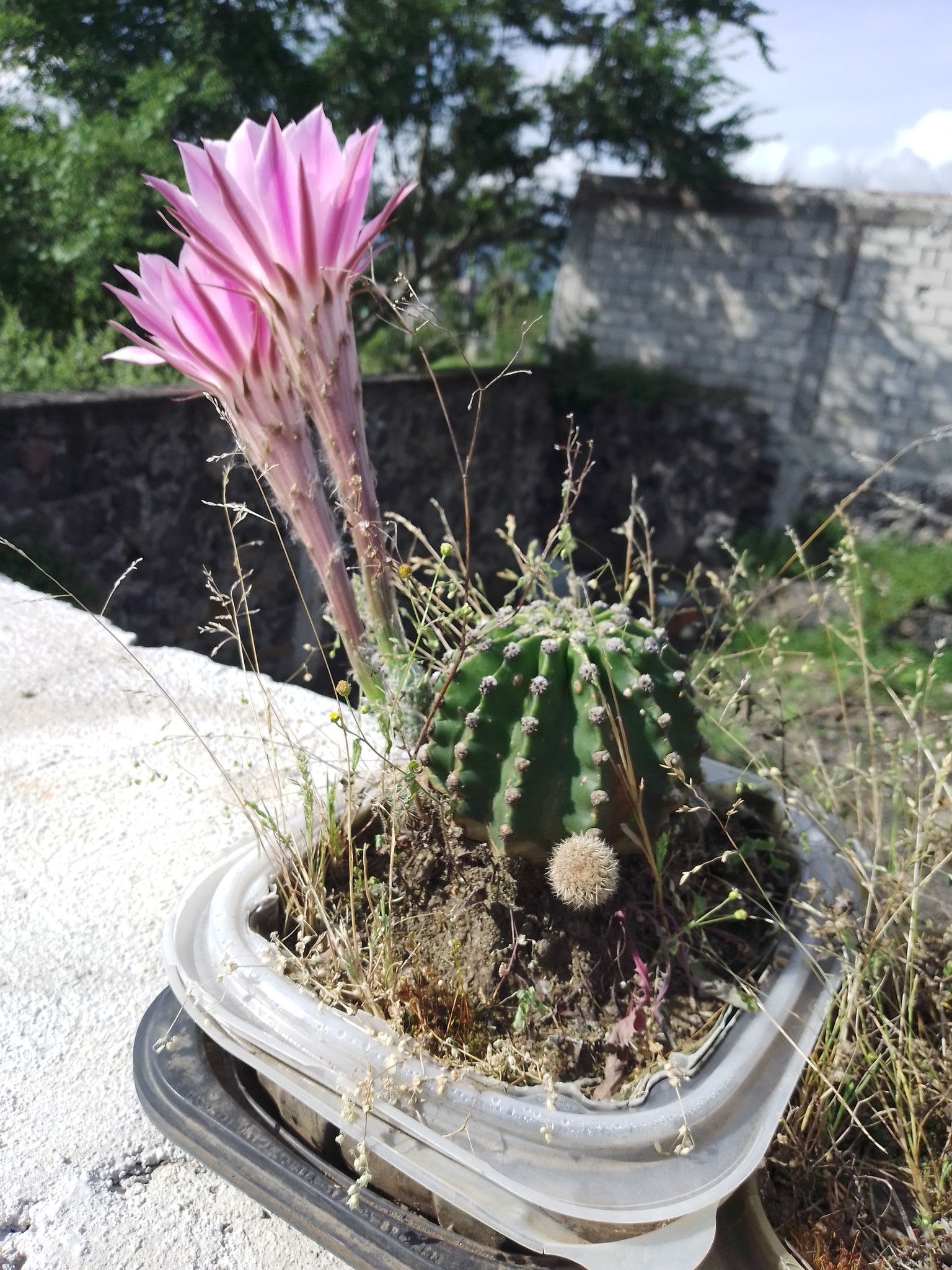 Flor de cactus cuidada por Las Cuatalatas