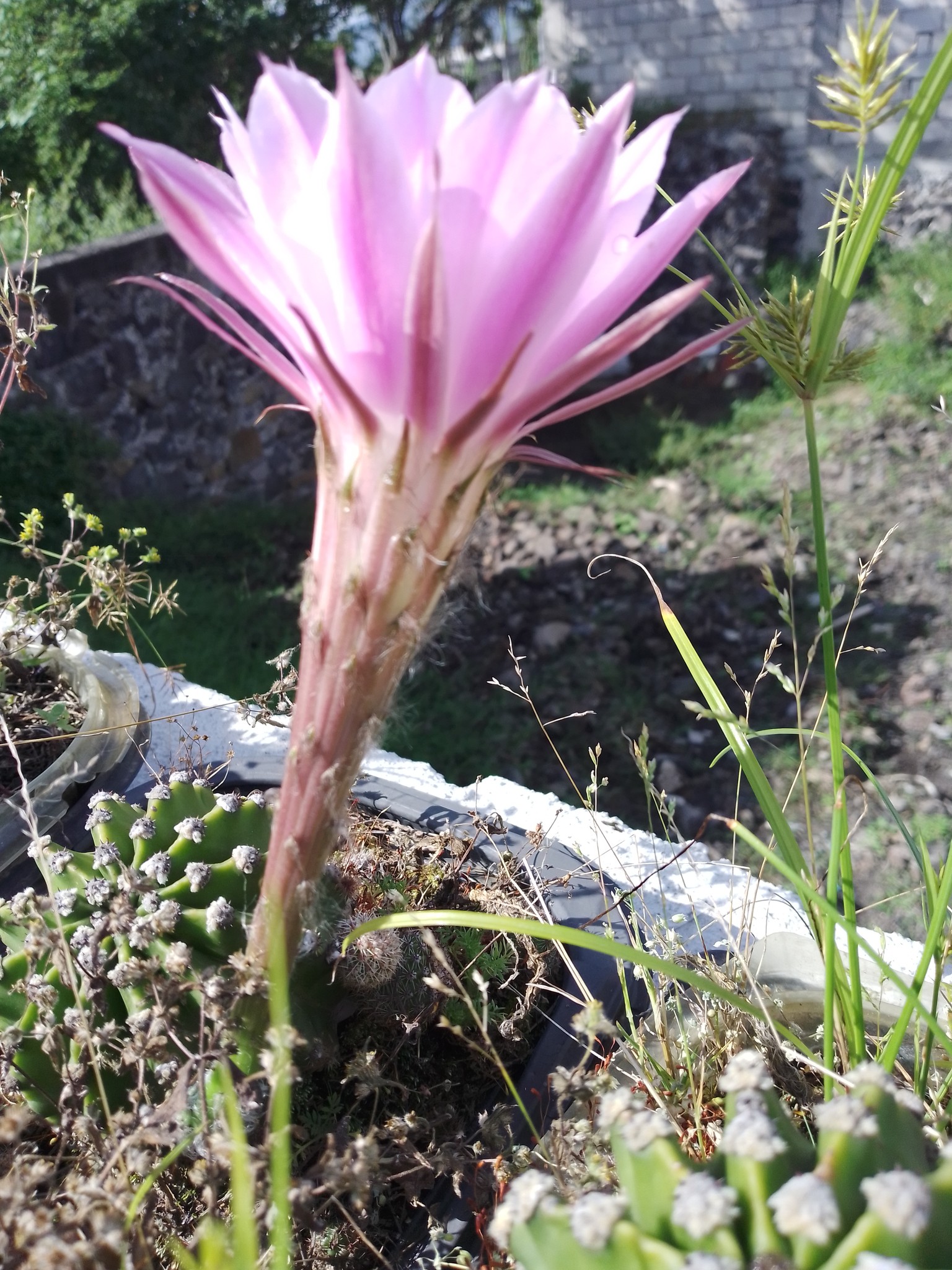 Flor rosa abierta
